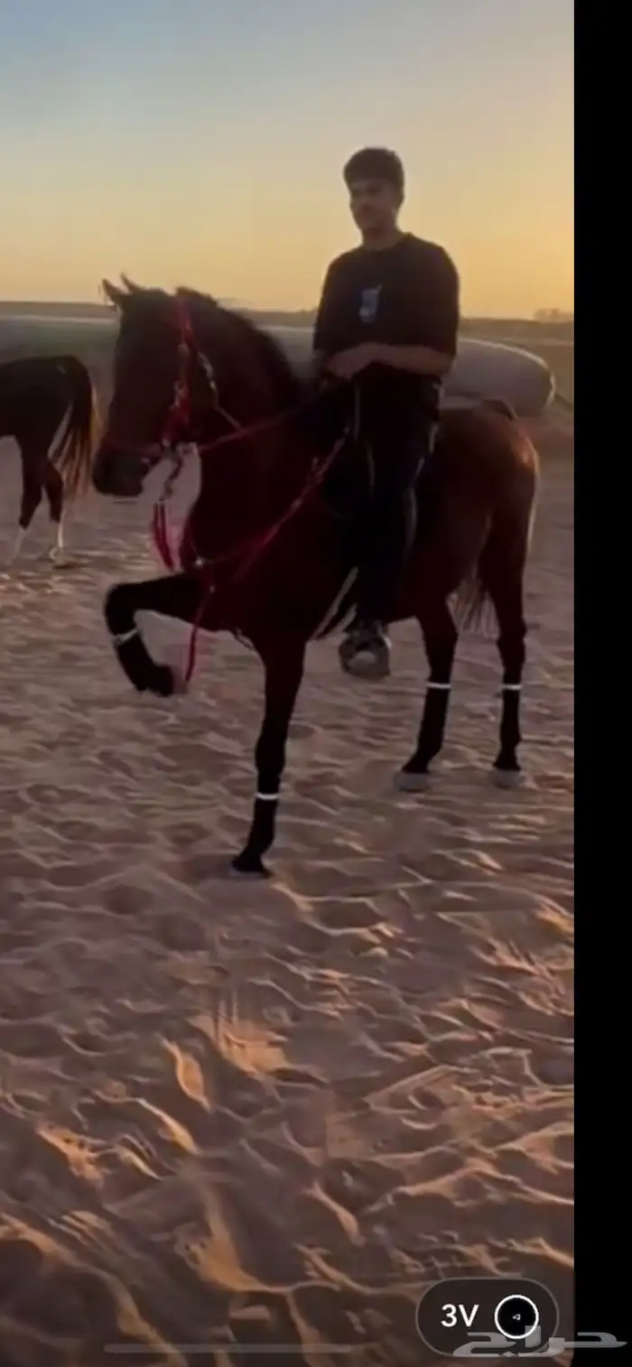 حصان شعبي شيخ 5