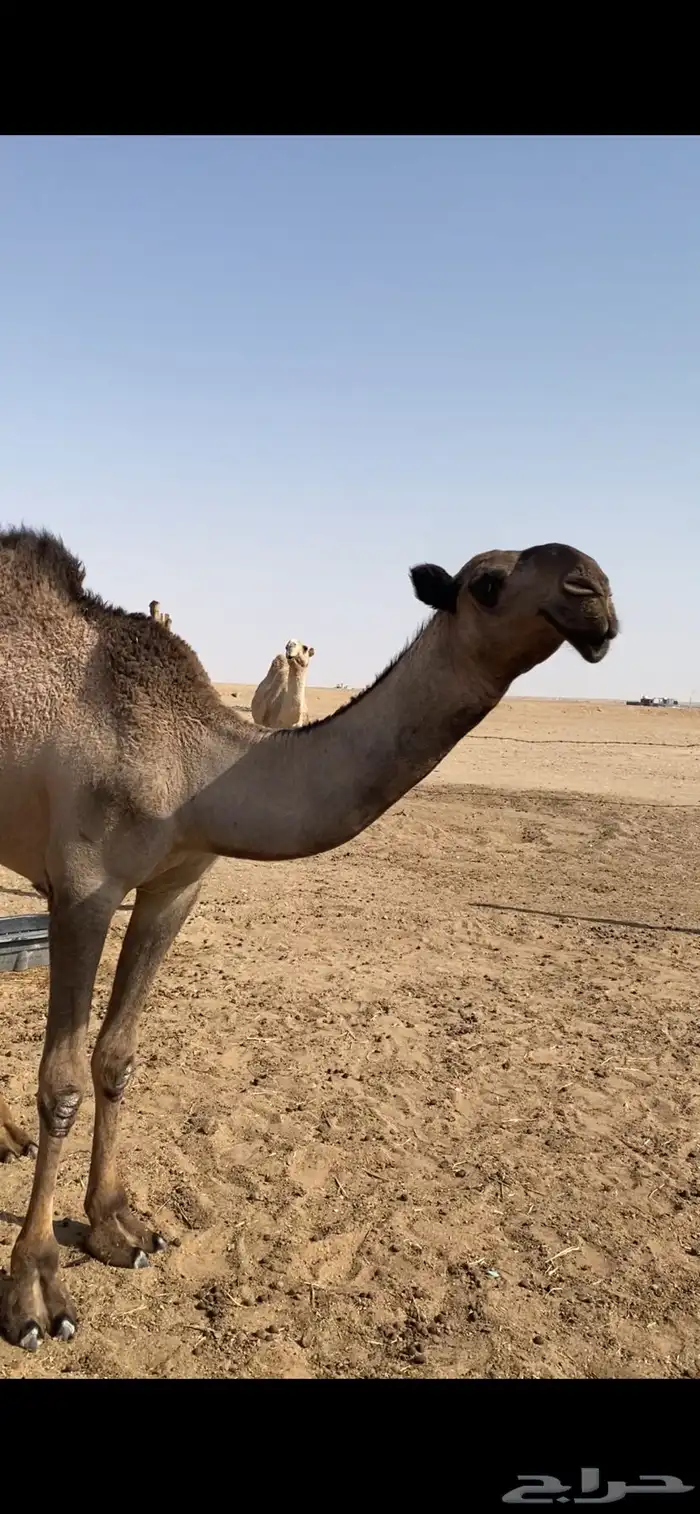 قعود اصفر باتلي لبيع 5