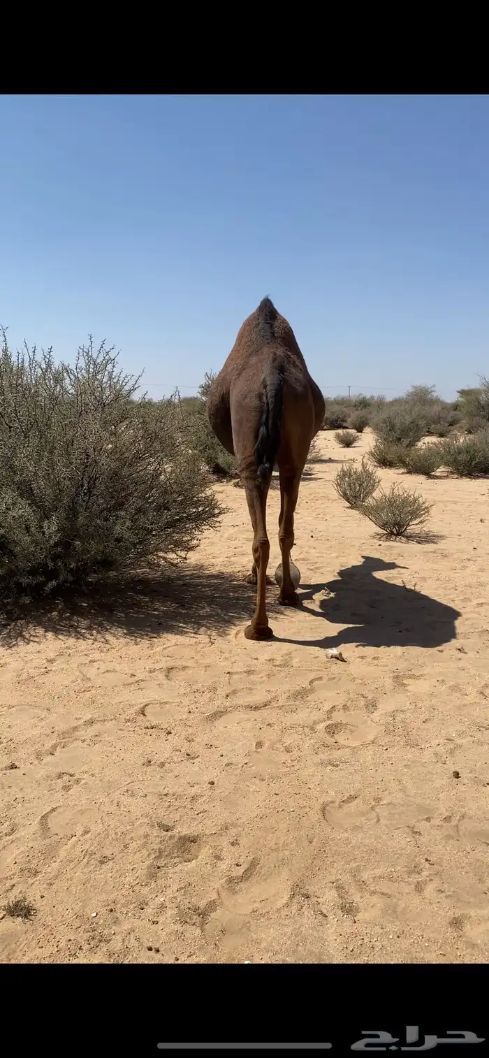 جذعه ملاقي 6