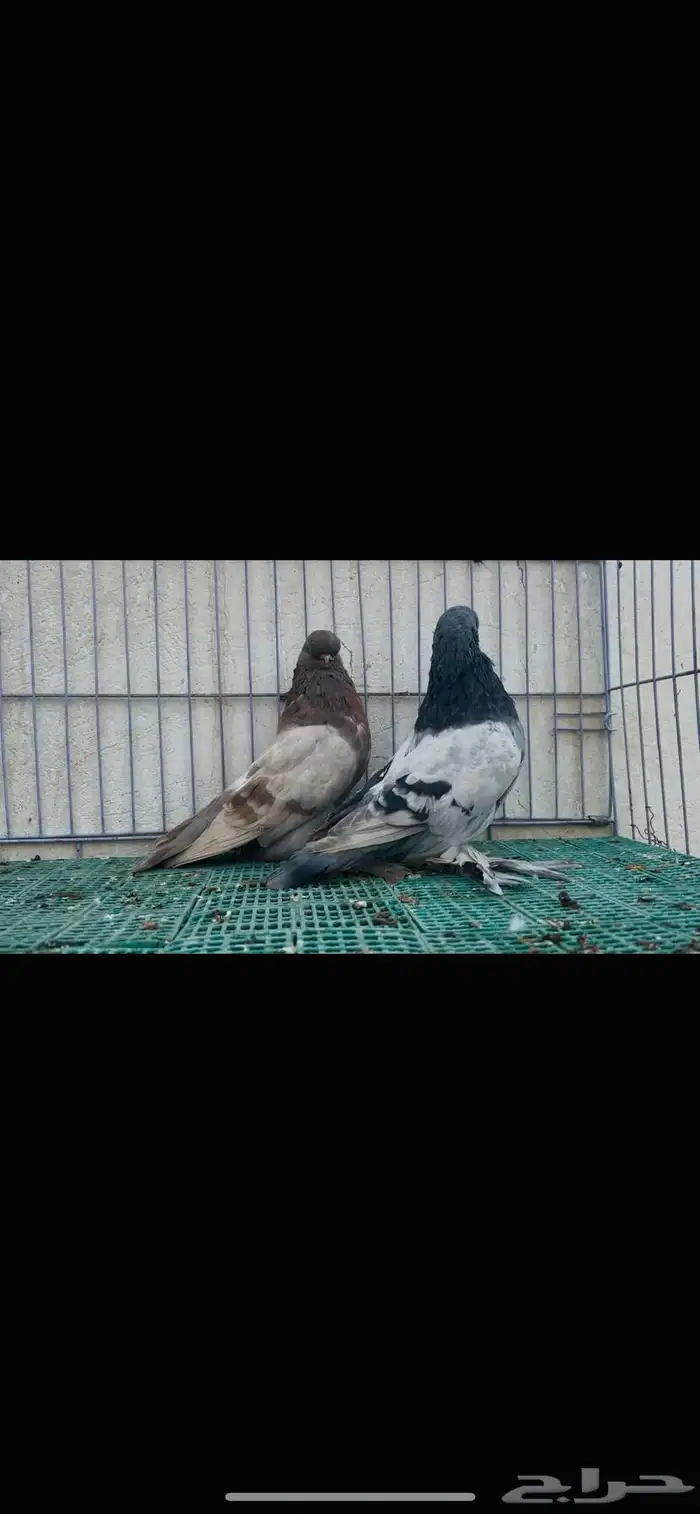لونق فيس top 3