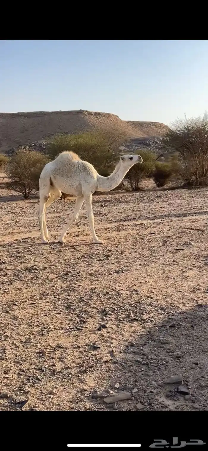عشرا وضحا ام رابع حدرها قعود سليمت العذاريب شرط 4