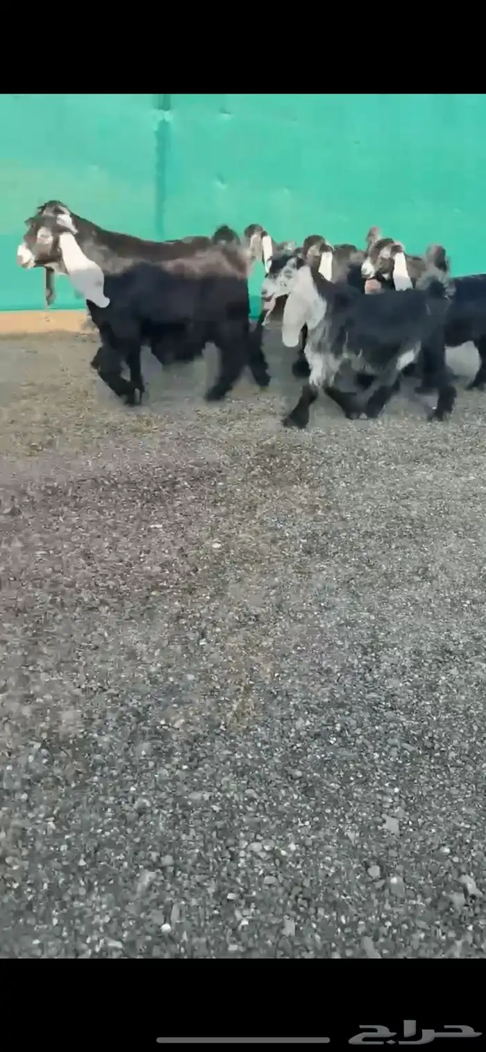 جفرات عوارضض خصصصم 3