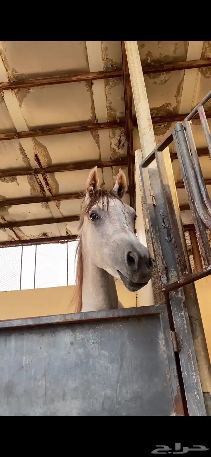 مهره 0