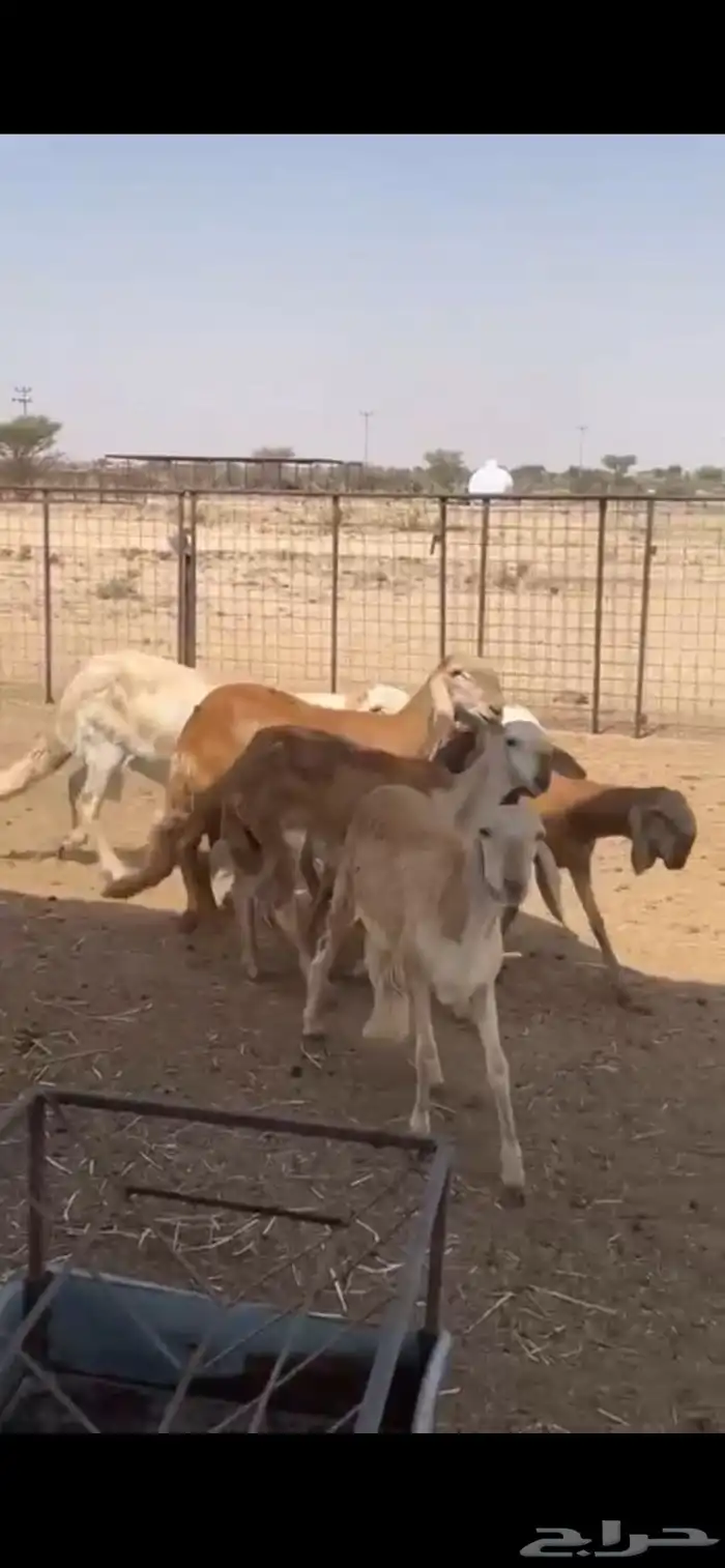 رخال سواكن صنف الصنف 1