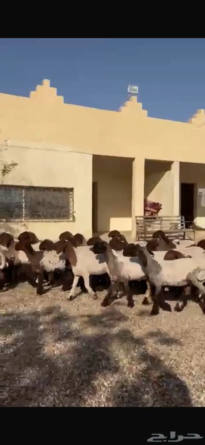 غنم نعيم جذعات 14