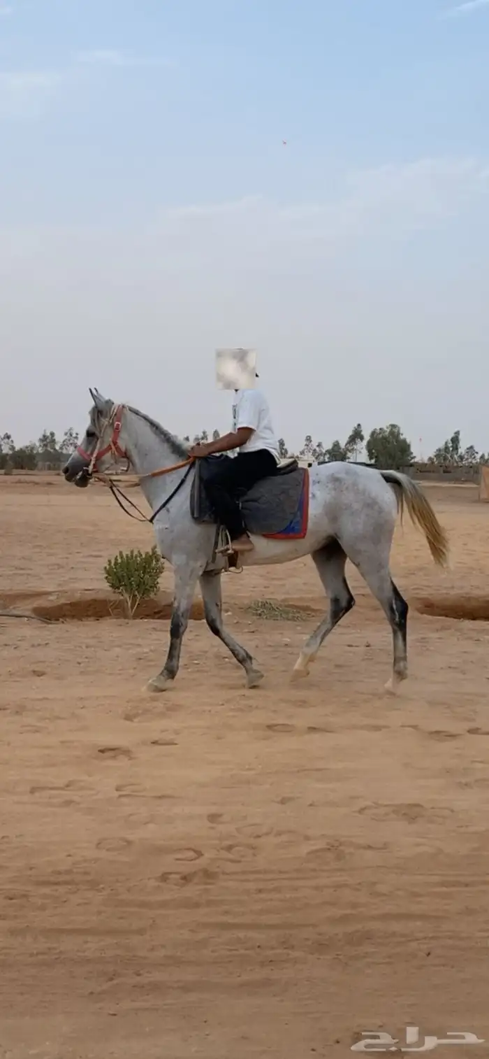 مهره شعبية للبيع 2