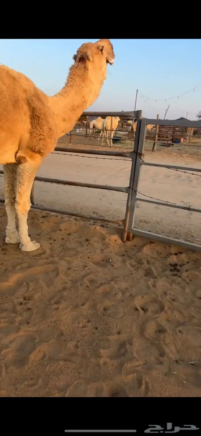 للبيع بعير اشقح 0
