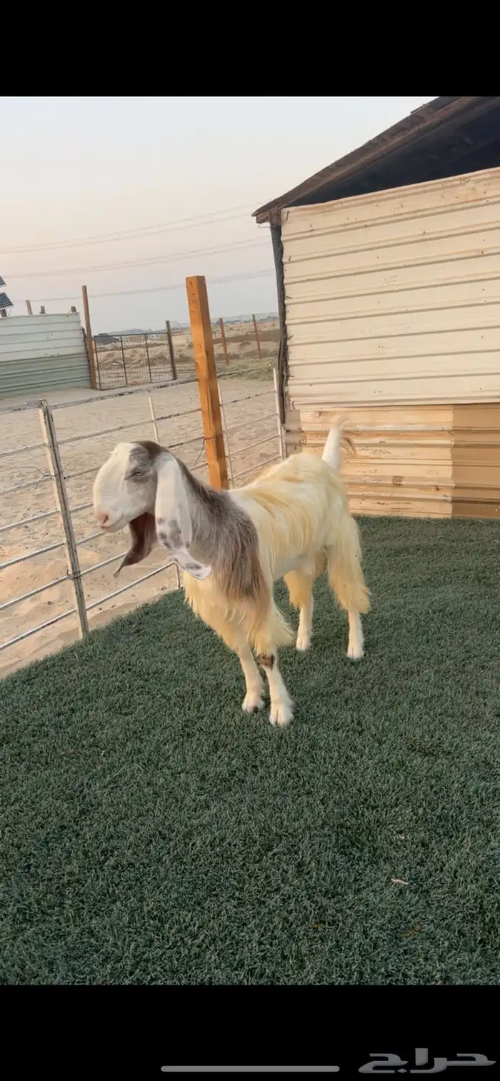 عنز رباع شيخه 0