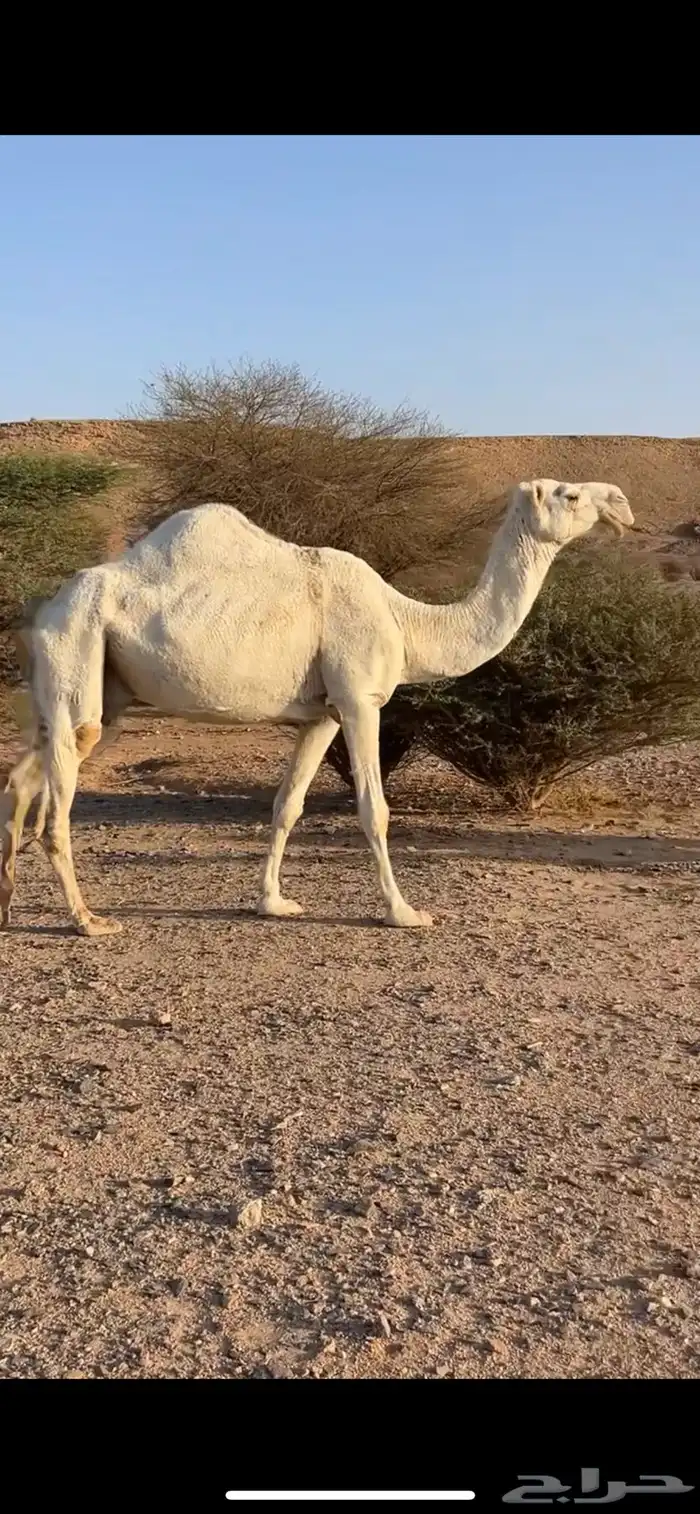 عشرا وضحا ام رابع حدرها قعود سليمت العذاريب شرط 5
