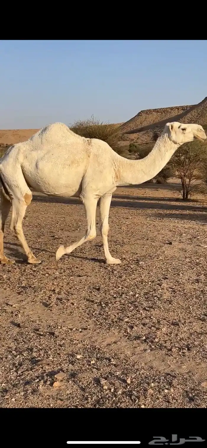 عشرا وضحا ام رابع حدرها قعود سليمت العذاريب شرط 8