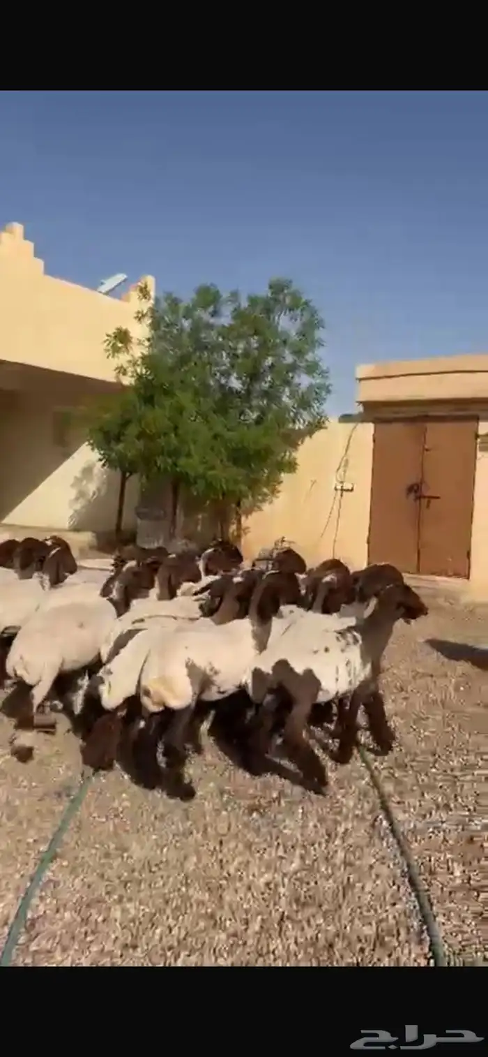 غنم نعيم جذعات 7