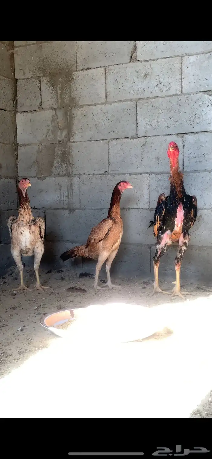 دجاج شامو 1