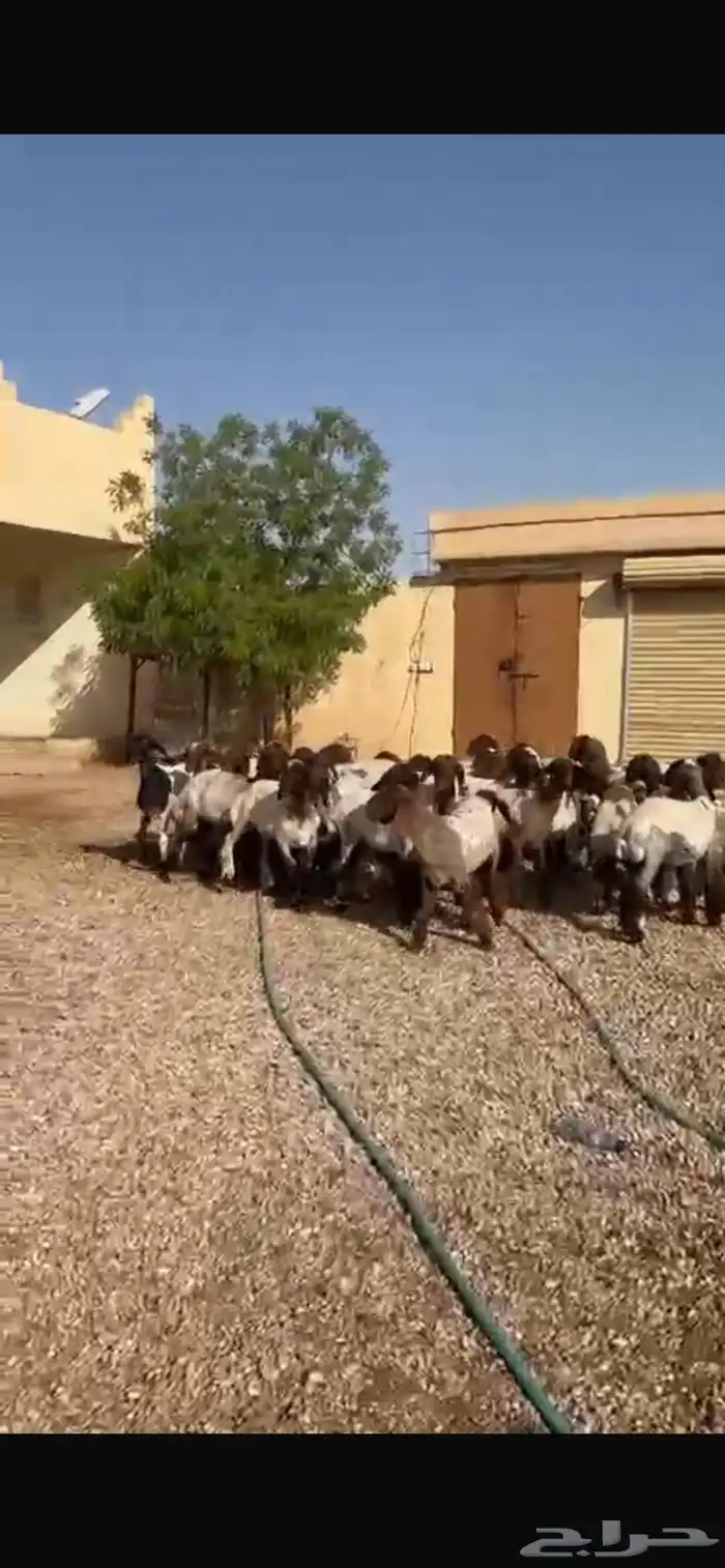 غنم نعيم جذعات 15