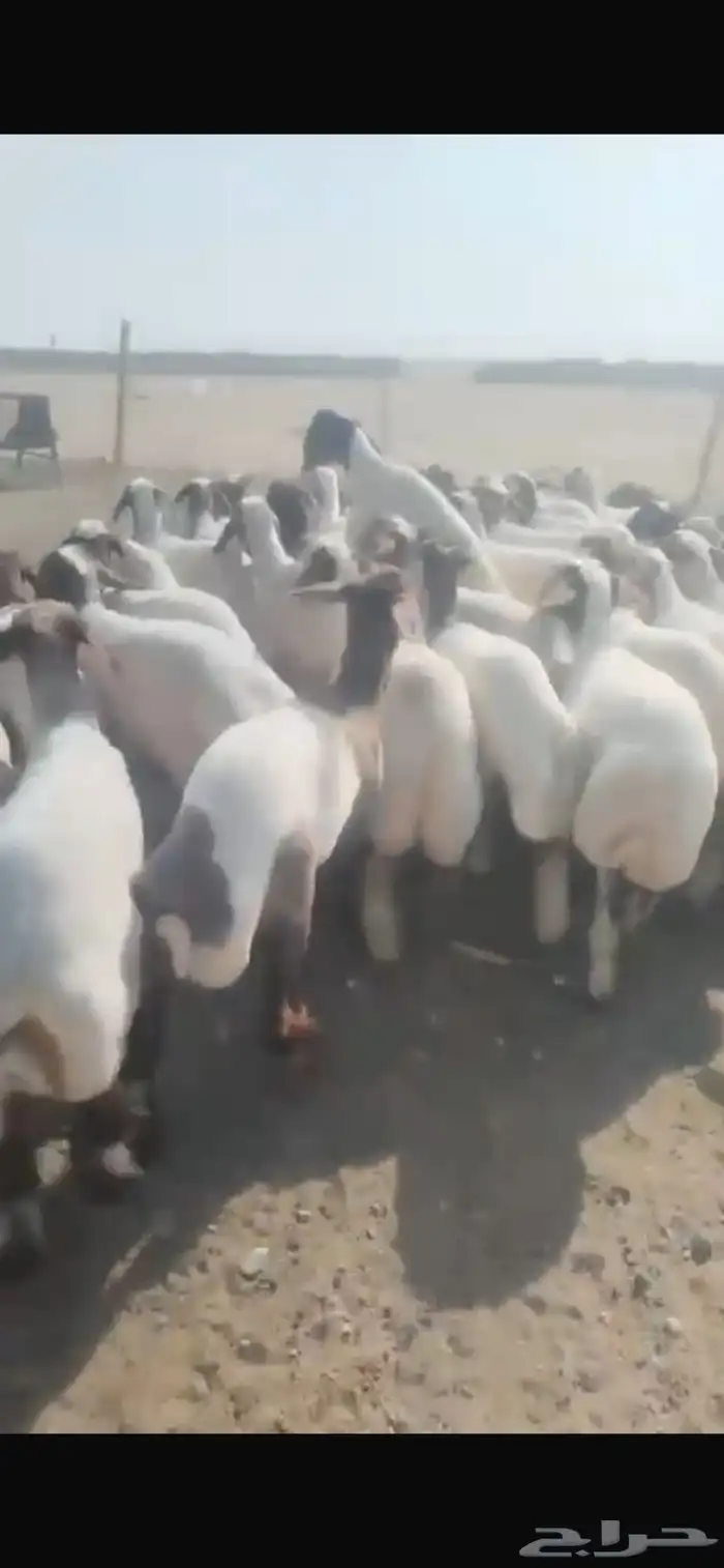 للبيع جذعات 2