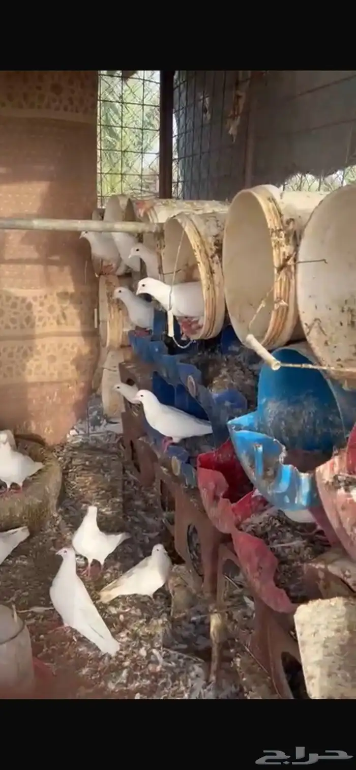 حمام فرنسي للبيع 2