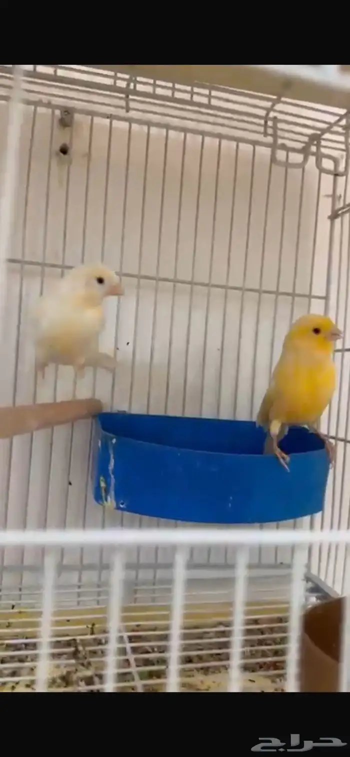 زوج كناري 0