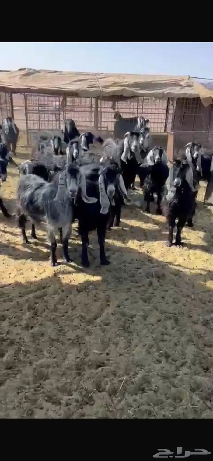 معزا مراح 0