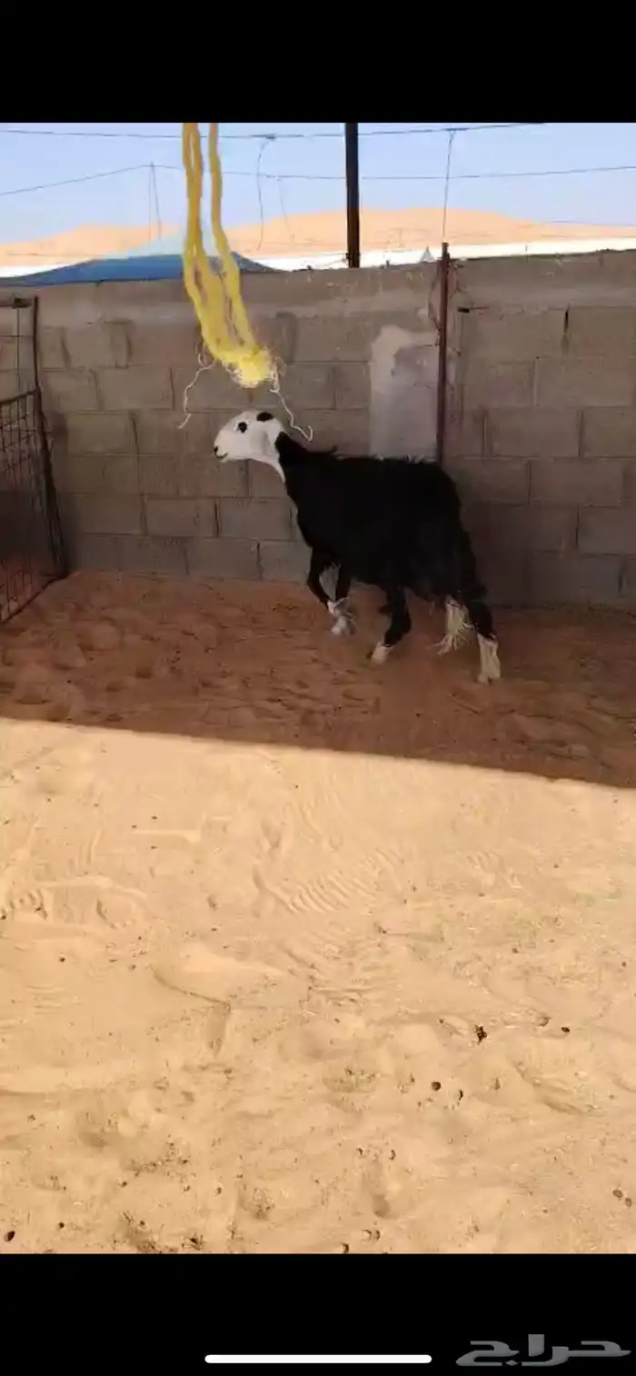 للبيع نجديه خلفه 2