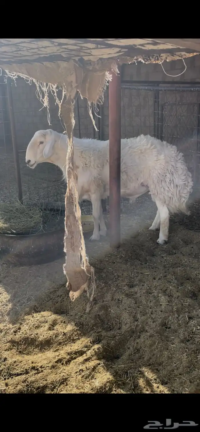 للبيع فحل حري صنف مشروط النسف والقريع 1