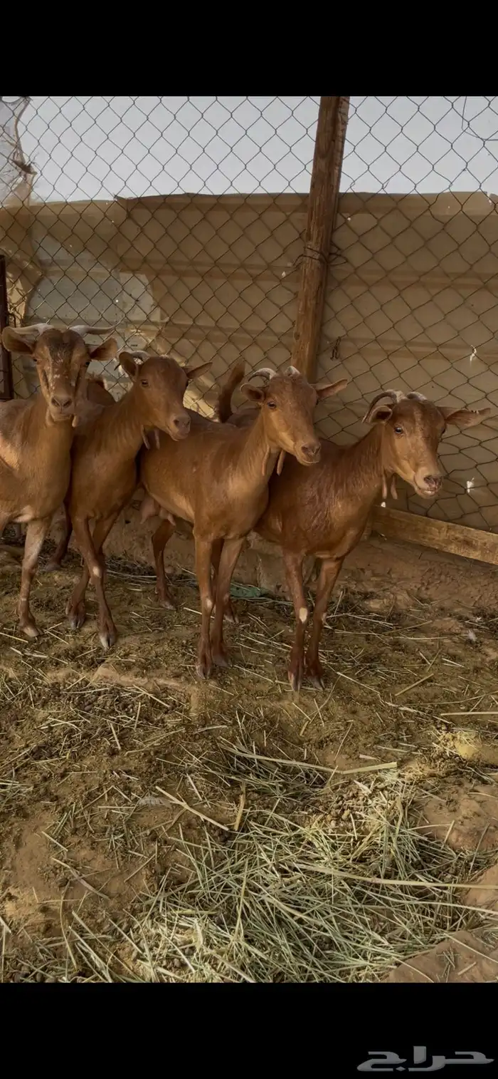 جنوبيات دهم دفيع وحصيب 5