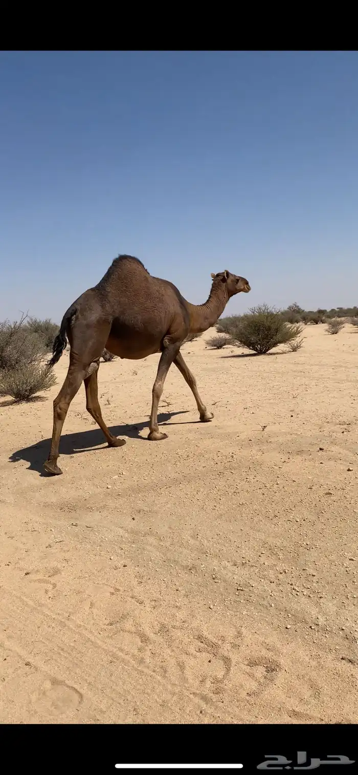جذعه ملاقي 4