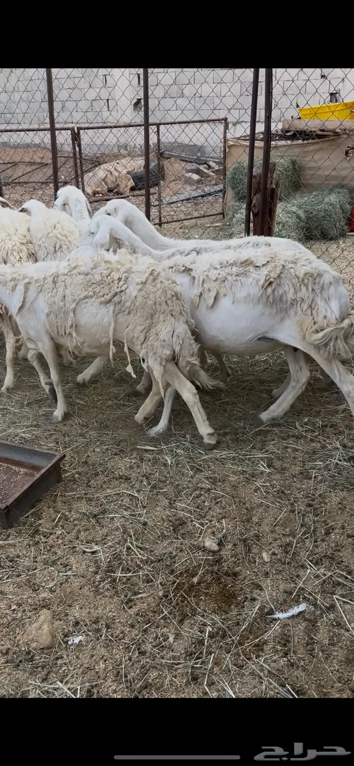 حريات دفيع بفحلها وقبل ابل ولا حشو 6