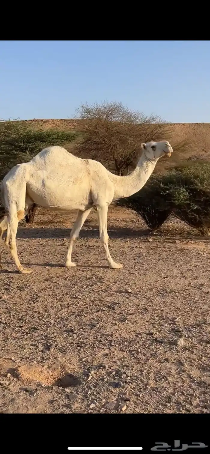 عشرا وضحا ام رابع حدرها قعود سليمت العذاريب شرط 6