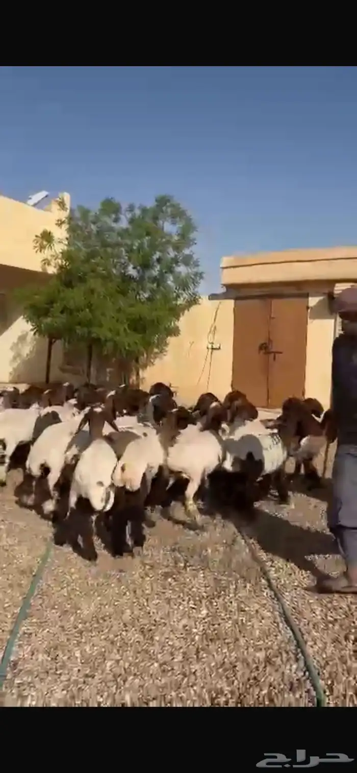 غنم نعيم جذعات 6