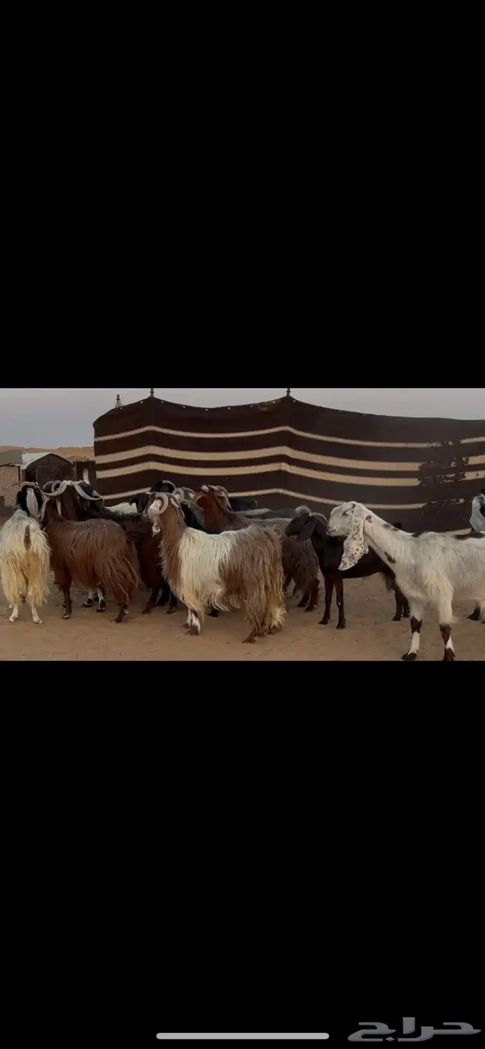 معزا جروم وصحه جبرات 0