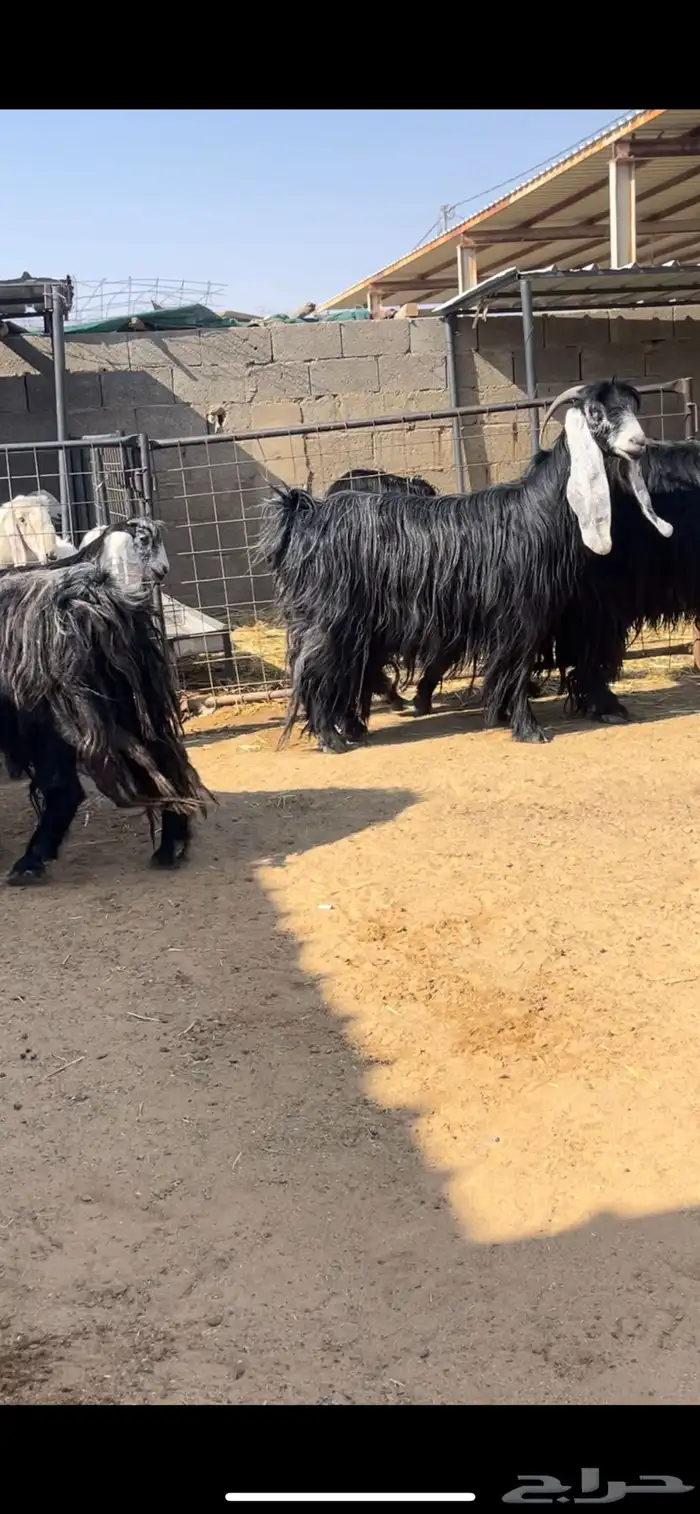 معزاء عوارض 1
