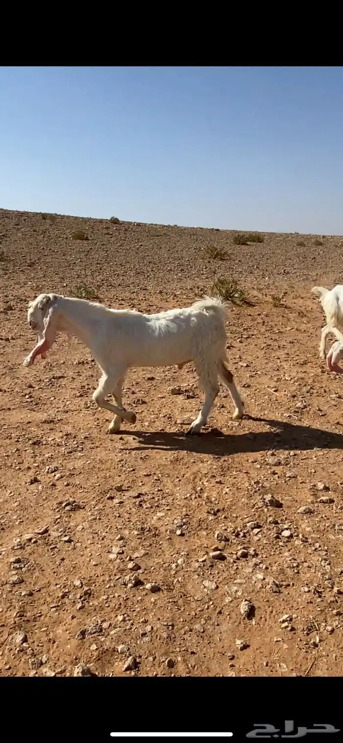 للبيع جفار هولنديه 3