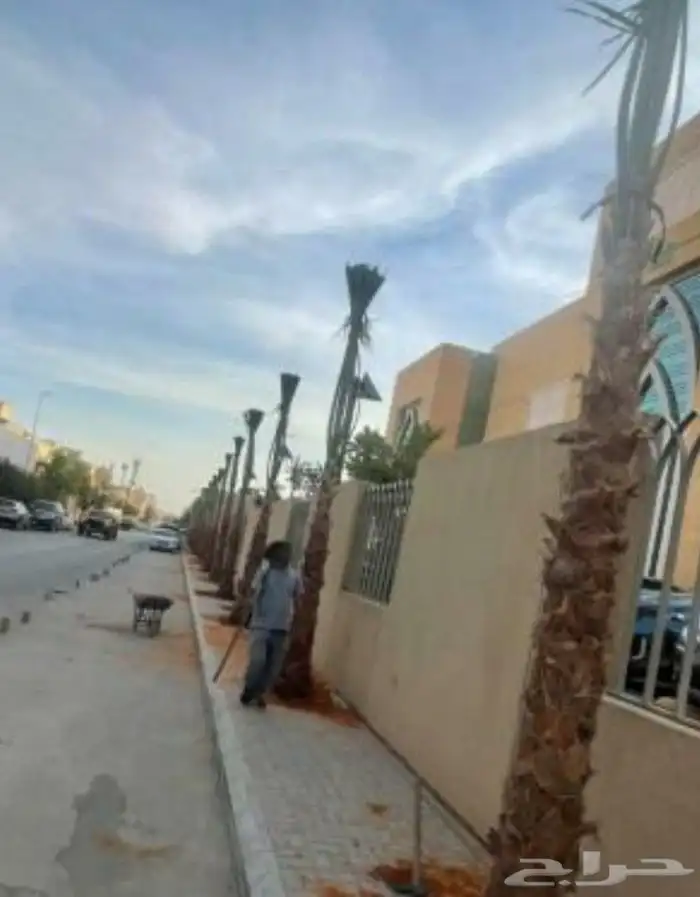 نخل واشنطن 9