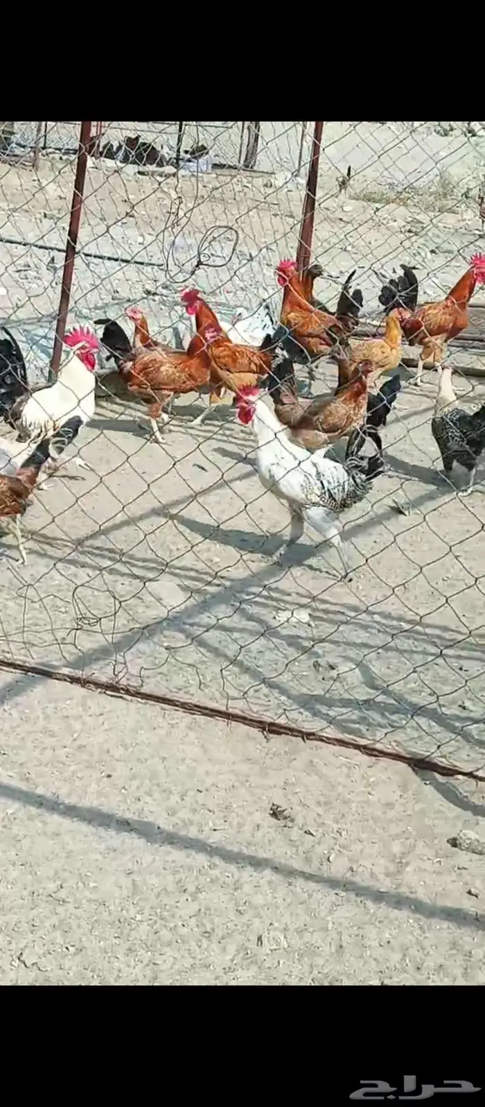 مطلوب دجاج بلدي ذكور 0