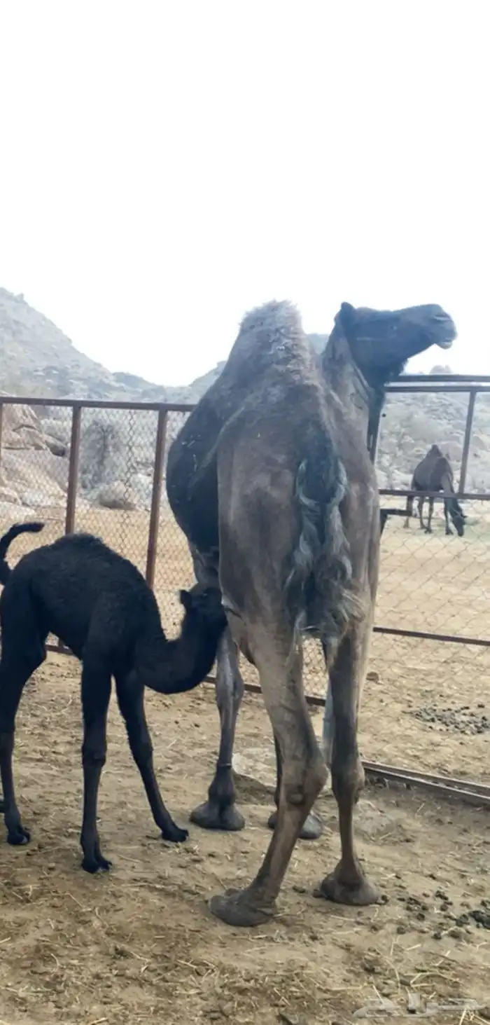 ضروبه مجهم مشروطه من كل عذروب 0