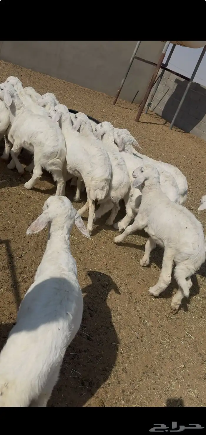 بهم حري طليان و ارخال للبيع 5