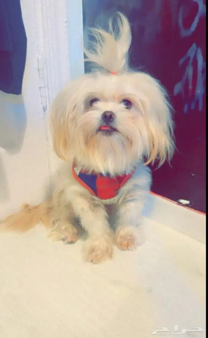 كلب شيتزو للبدل 1