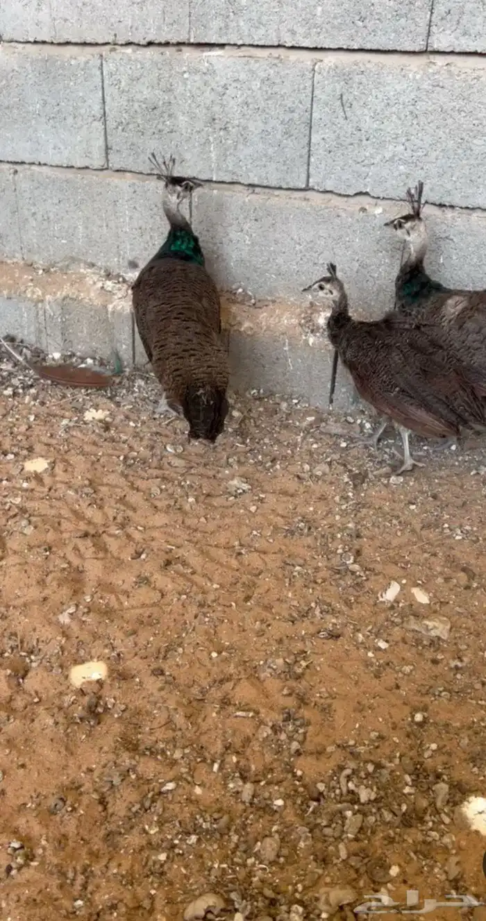 اجواز طواويس مع انتاجها 0