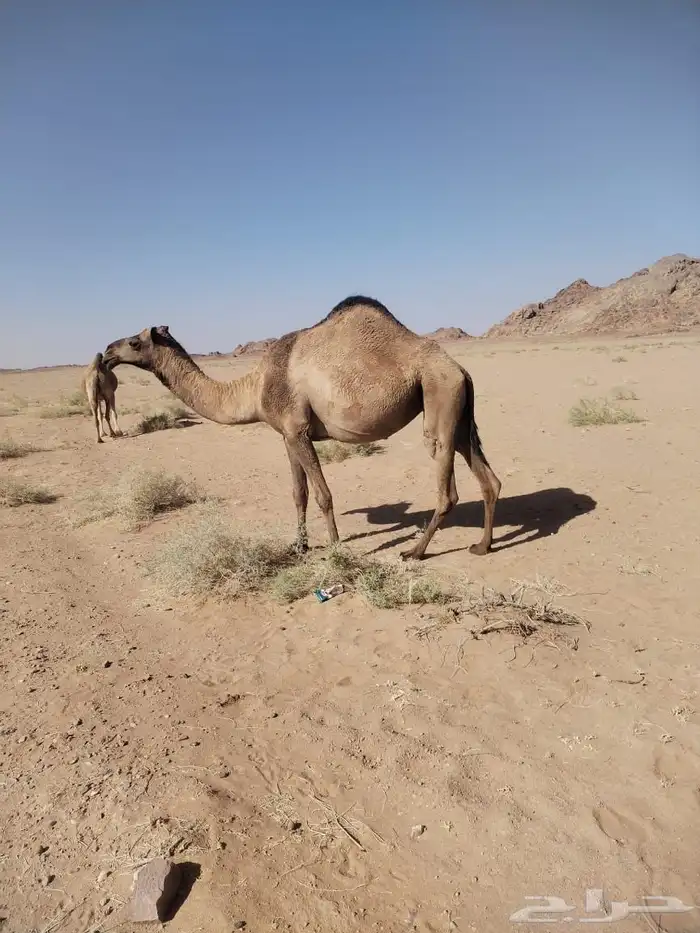 للبيع بكره لقحه 0