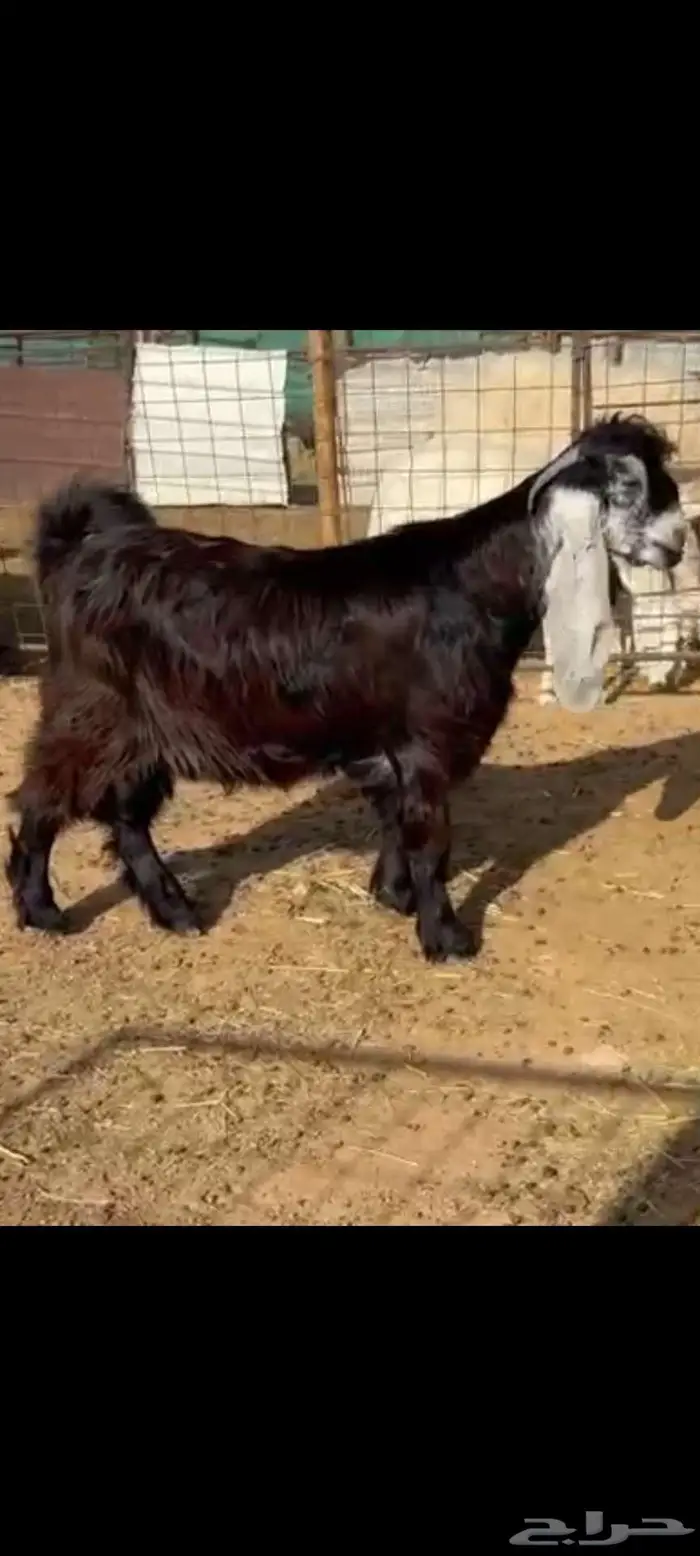 للبيع لكزس جذع عارضي صنف 1