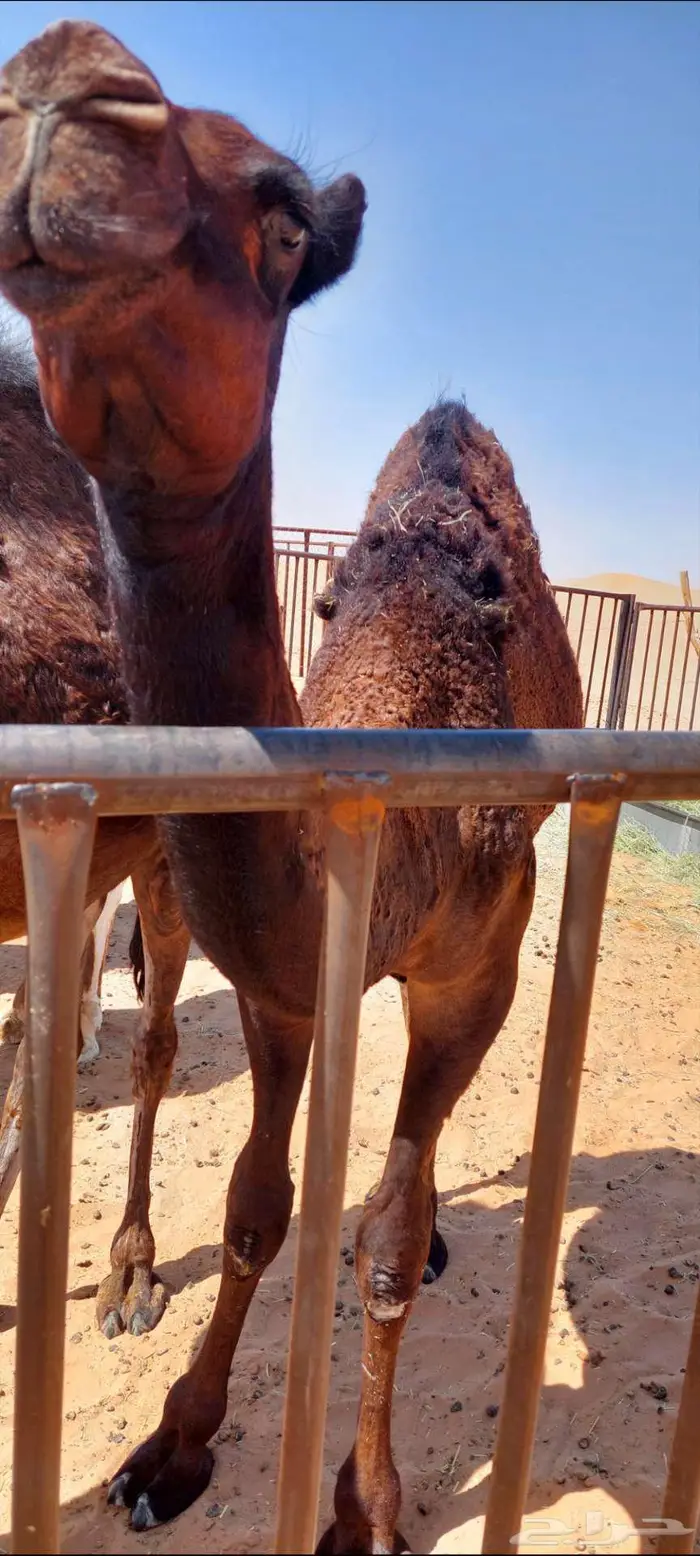 بكره فل شحم عمرها حول 8 اشهر 2