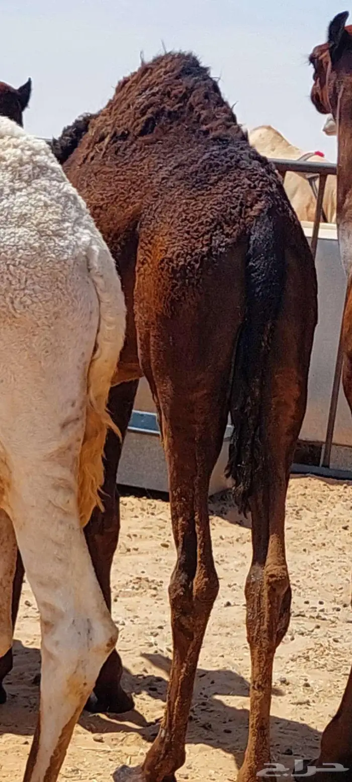 بكره فل شحم عمرها حول 8 اشهر 1