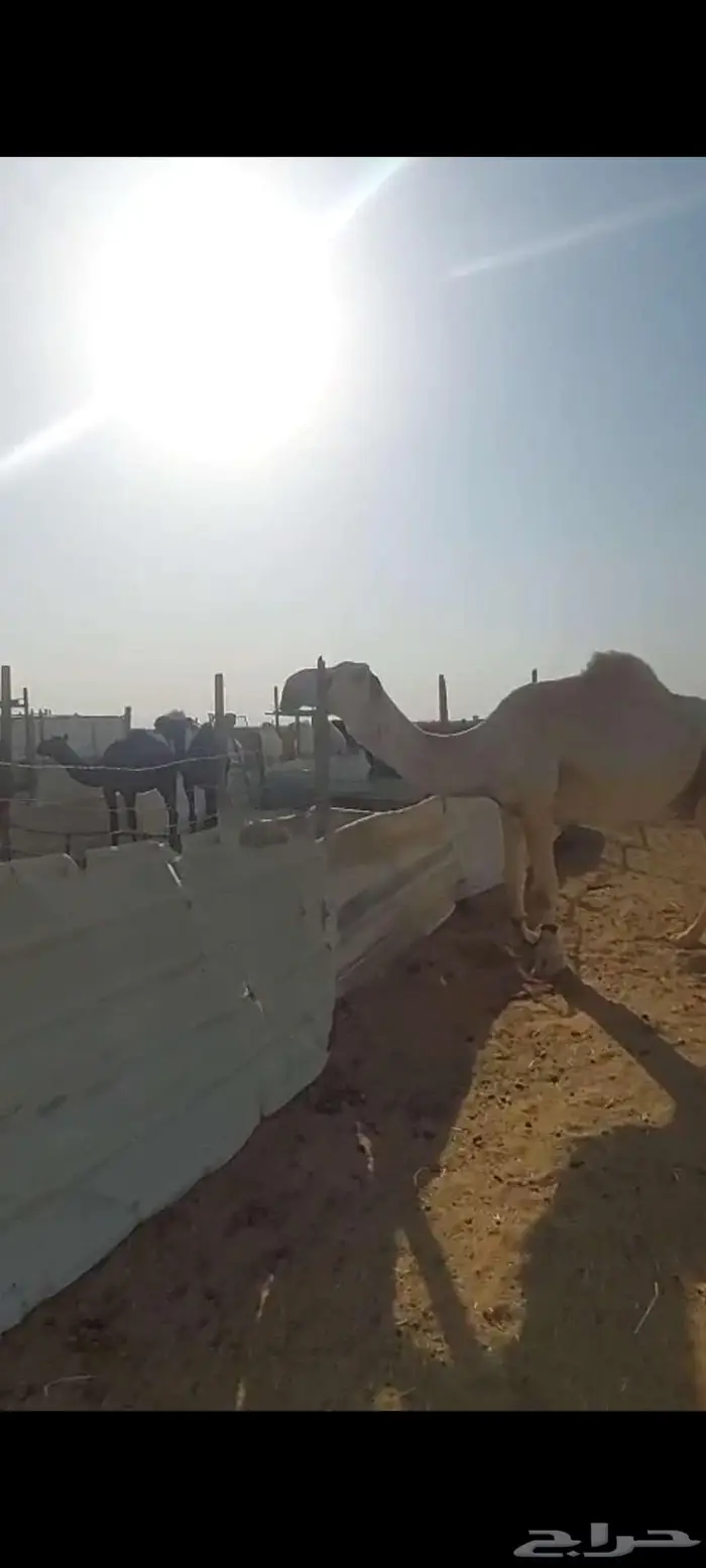 للبيع بعير علباني موقعه الخرج 0