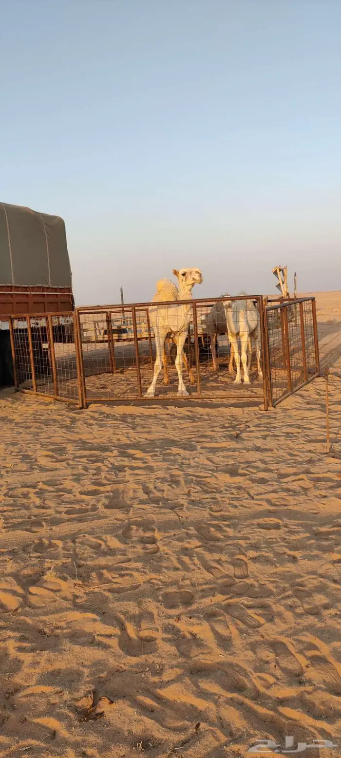 للبيع ناقة العشرا الطيبة 1