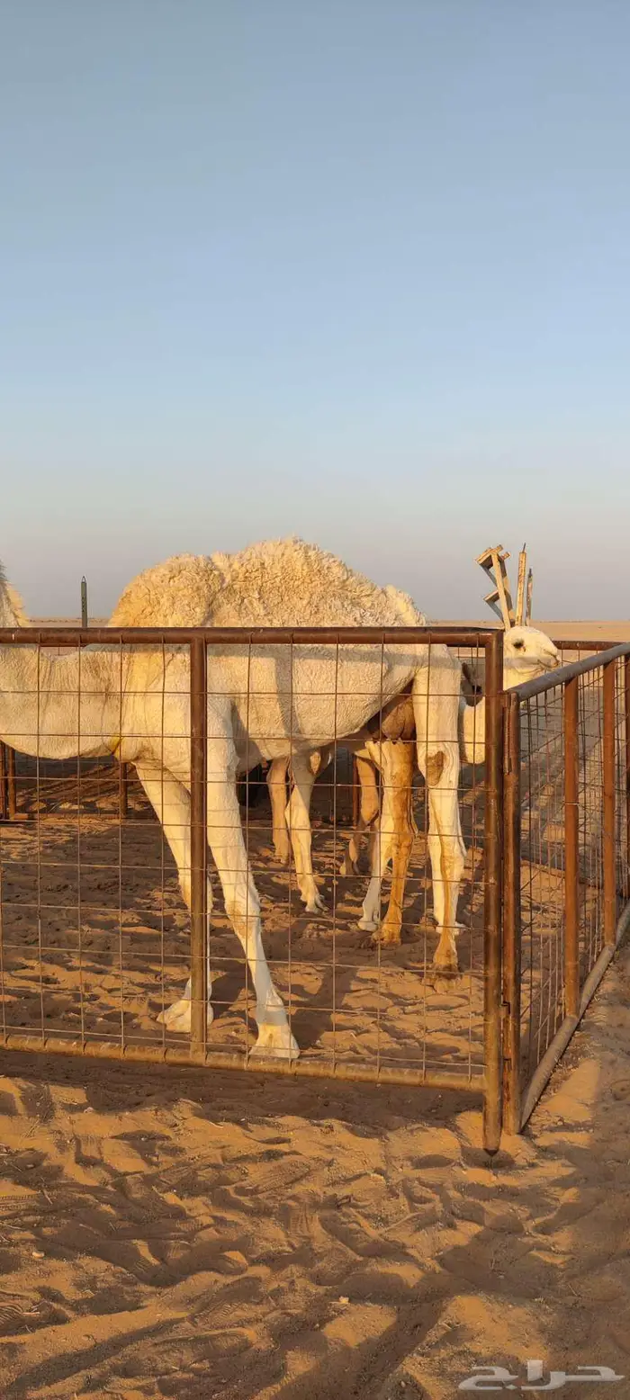 للبيع ناقة العشرا الطيبة 4