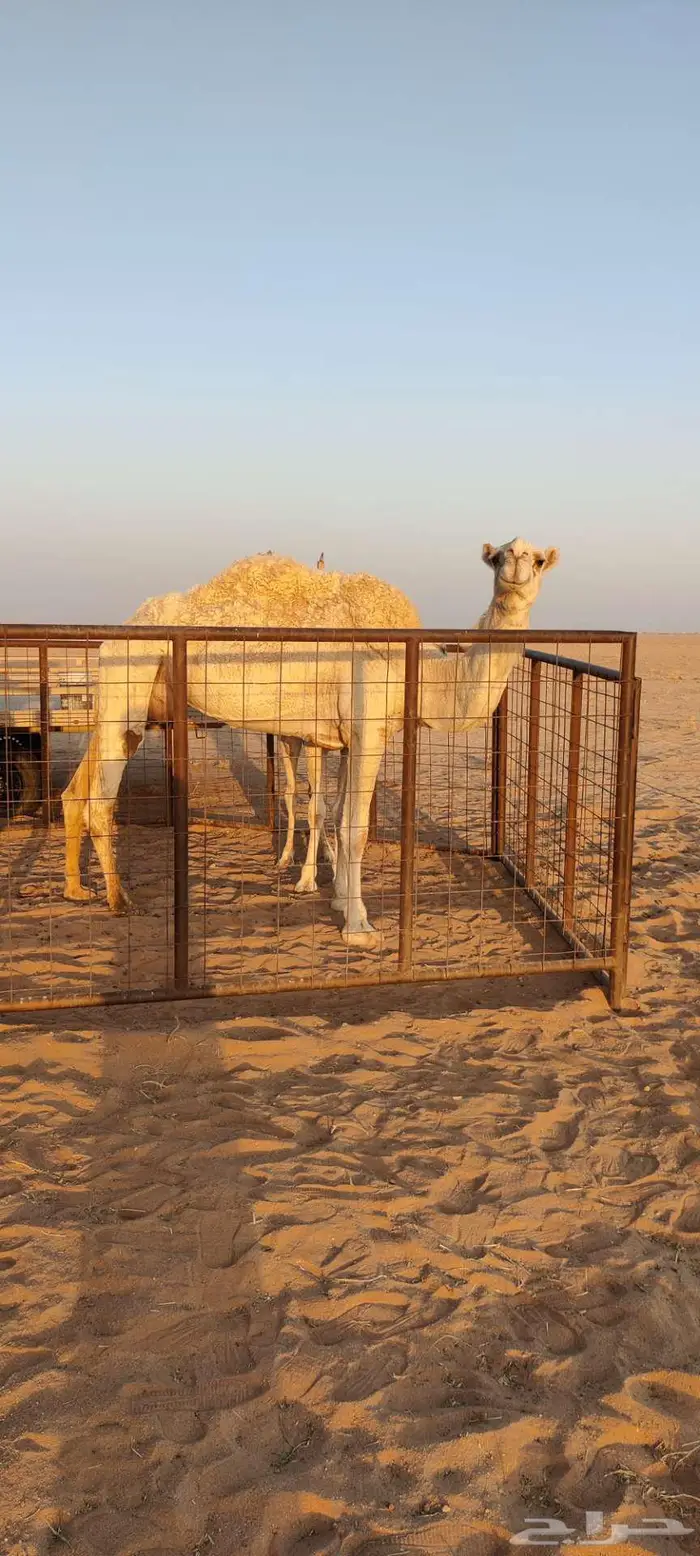 للبيع ناقة العشرا الطيبة 5