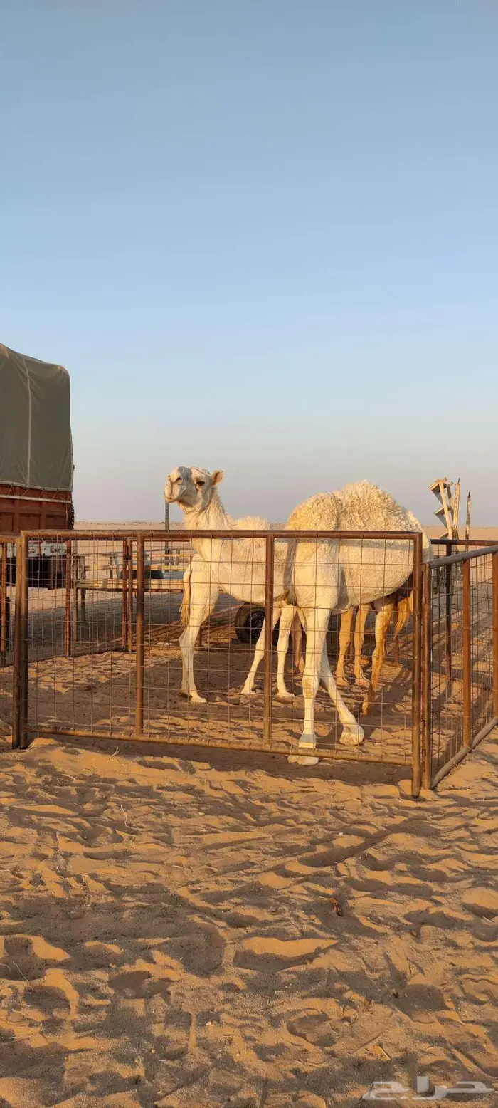 للبيع ناقة العشرا الطيبة 6