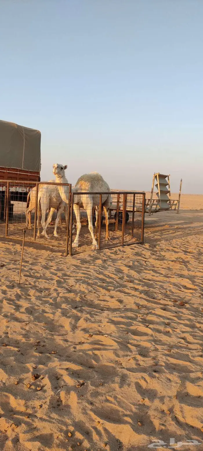 للبيع ناقة العشرا الطيبة 3