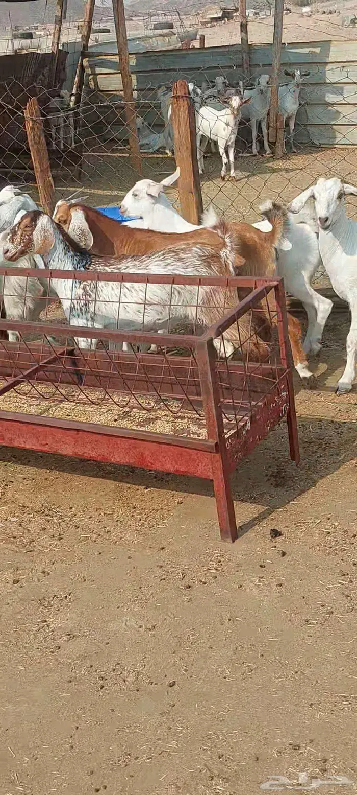 تيوس وجفار ممتازة وفحل ادهم 4