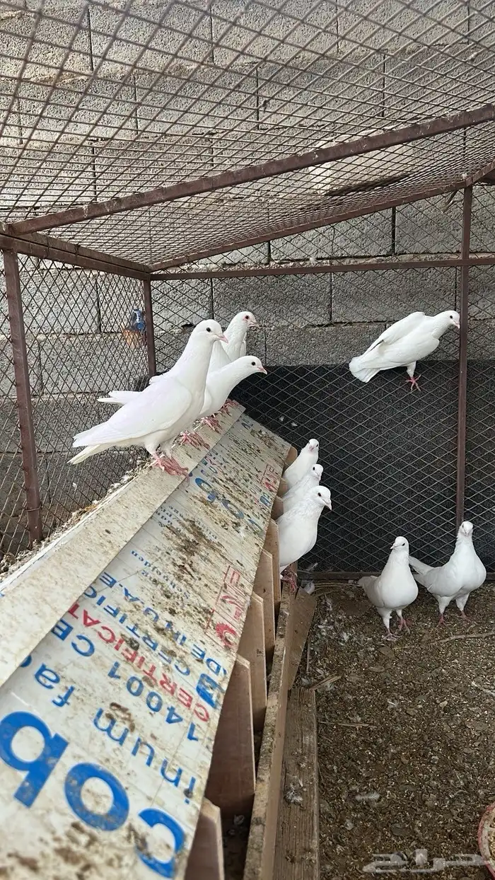 حمام فرنسي لاحم حجم كبير جدا . 1