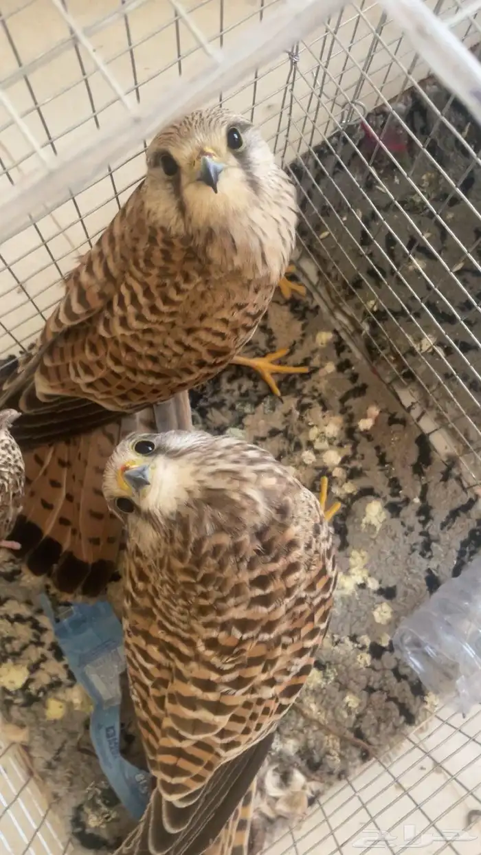 باشق للبيع على السوم 3 0
